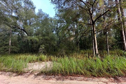 Land in Ocala, Florida № 2163386 - photo 3