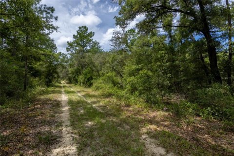 Land in Bronson, Florida № 2351939