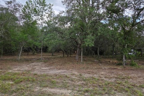 Land in Morriston, Florida № 2158962 - photo 8