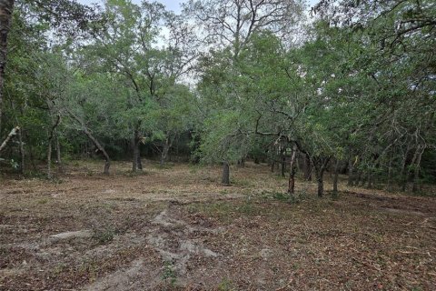 Land in Morriston, Florida № 2158962 - photo 7