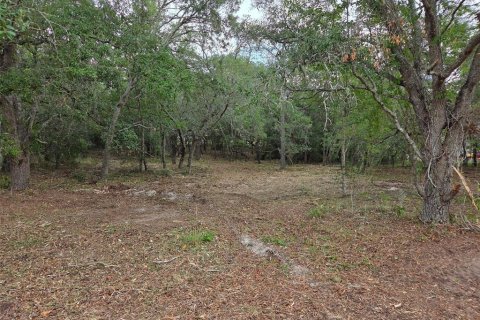 Land in Morriston, Florida № 2158962 - photo 11