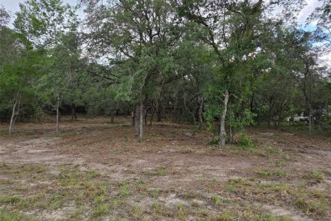 Land in Morriston, Florida № 2158962 - photo 9