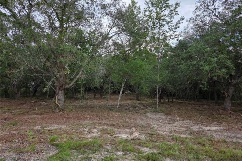 Land in Morriston, Florida № 2158962 - photo 10