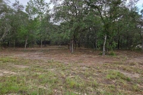 Land in Morriston, Florida № 2158962 - photo 4