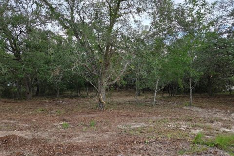 Land in Morriston, Florida № 2158962 - photo 3