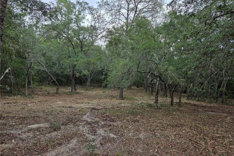 Land in Morriston, Florida № 2158962 - photo 6