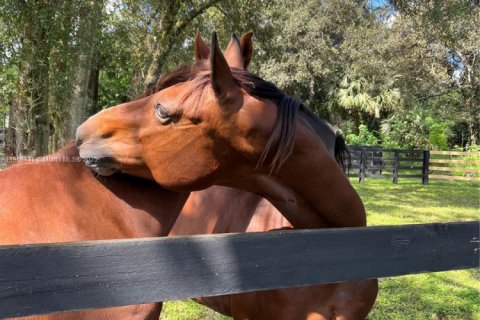 Villa ou maison à louer à Loxahatchee Groves, Floride: 3 chambres, 162.3 m2 № 1891916 - photo 20