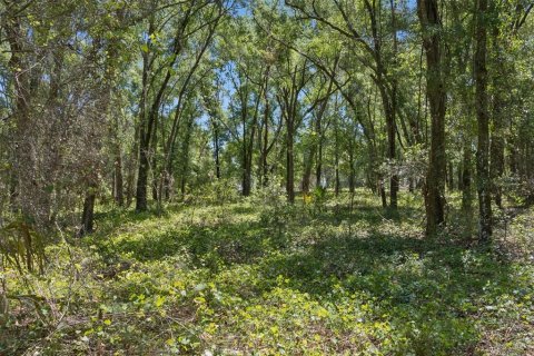 Land in Lady Lake, Florida № 2213757 - photo 24