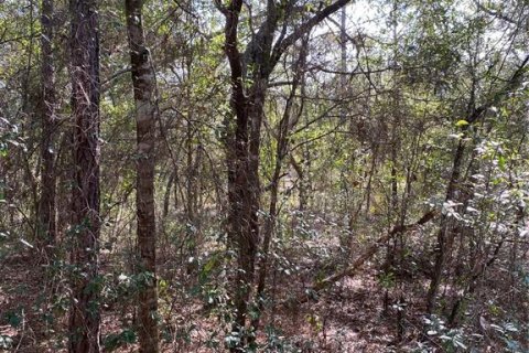 Land in Dunnellon, Florida № 2162289 - photo 5