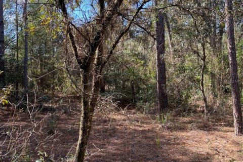 Land in Dunnellon, Florida № 2162289 - photo 4