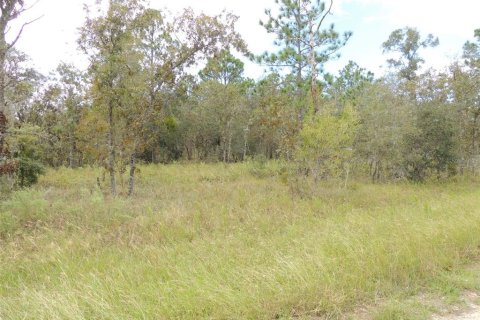 Land in Williston, Florida № 2162651 - photo 3