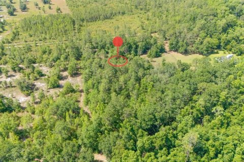 Land in Citra, Florida № 1721355 - photo 3