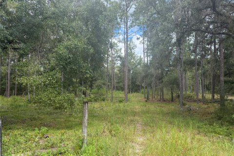 Land in Bronson, Florida № 1901077 - photo 5