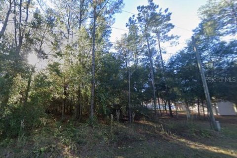 Land in Ocklawaha, Florida № 2162507 - photo 3