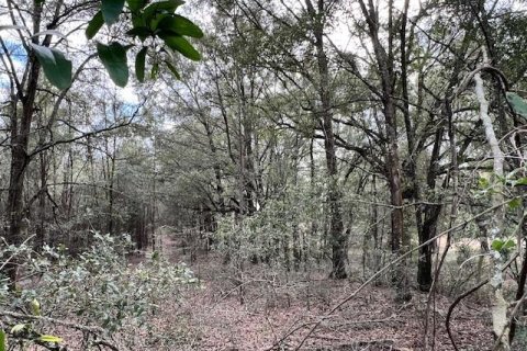 Land in Bell, Florida № 1642554 - photo 13