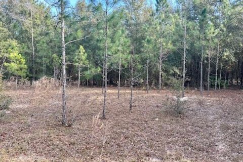 Land in Bell, Florida № 1642554 - photo 4