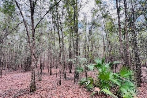 Land in Bell, Florida № 1642554 - photo 12