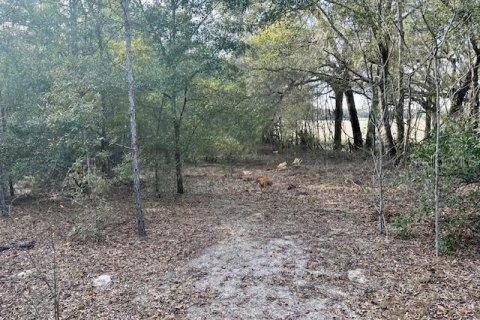 Land in Bell, Florida № 1642554 - photo 8
