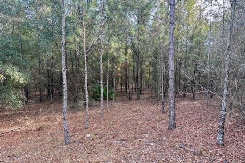 Land in Bell, Florida № 1642554 - photo 5