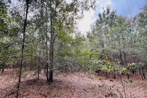 Land in Bell, Florida № 1642554 - photo 1