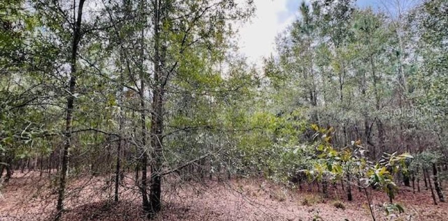 Land in Bell, Florida № 1642554