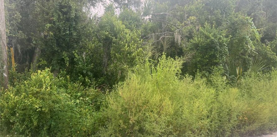 Terrain à Eustis, Floride № 1908231