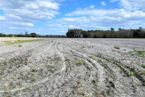 Land in Alachua, Florida № 215369 - photo 13