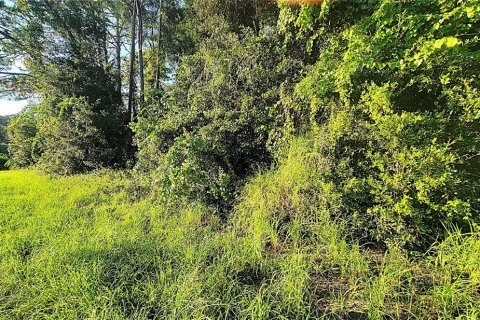 Terreno en venta en Yalaha, Florida № 1369862 - foto 6