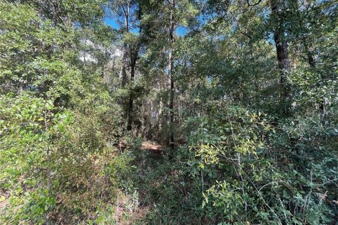 Terrain à vendre à Crawfordville, Floride № 1798538 - photo 6