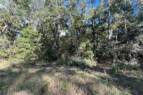 Terrain à vendre à Crawfordville, Floride № 1798538 - photo 3