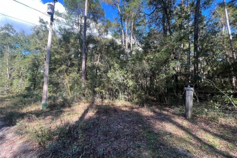 Terrain à vendre à Crawfordville, Floride № 1798538 - photo 5