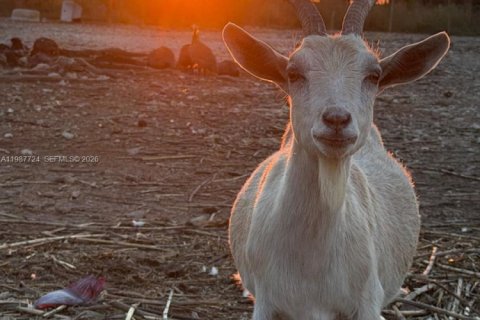 Коммерческая недвижимость в Майами, Флорида № 2057795