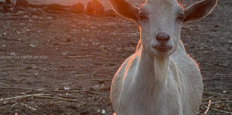 Коммерческая недвижимость в Майами, Флорида № 2057795