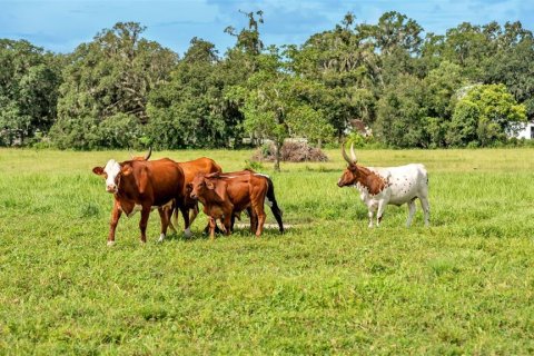 Land in Lakeland, Florida № 1907312 - photo 24