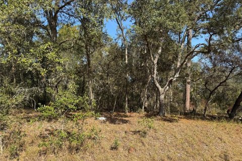 Land in Ocklawaha, Florida № 2162608 - photo 2