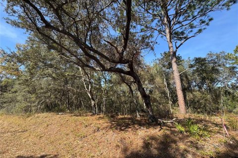 Land in Ocklawaha, Florida № 2162608