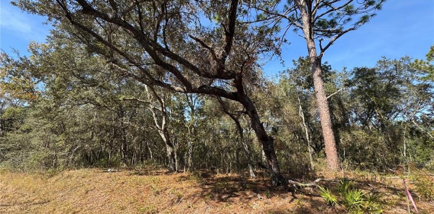 Land in Ocklawaha, Florida № 2162608
