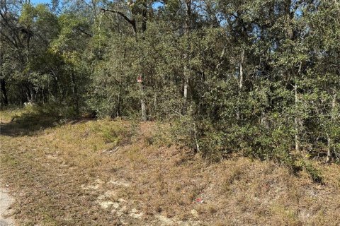 Land in Ocklawaha, Florida № 2162608 - photo 4