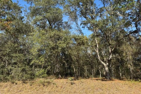 Land in Ocklawaha, Florida № 2162608 - photo 8