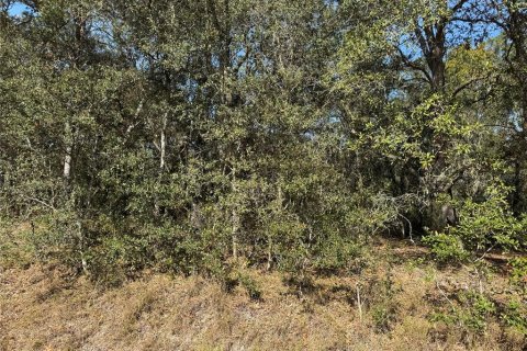 Land in Ocklawaha, Florida № 2162608 - photo 3