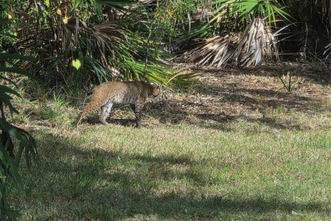 Land in Port Charlotte, Florida № 2160467