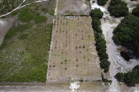Immobilier commercial à vendre à Okeechobee, Floride № 2182937 - photo 2