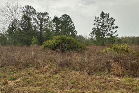 Land in Ocala, Florida № 1577550 - photo 1
