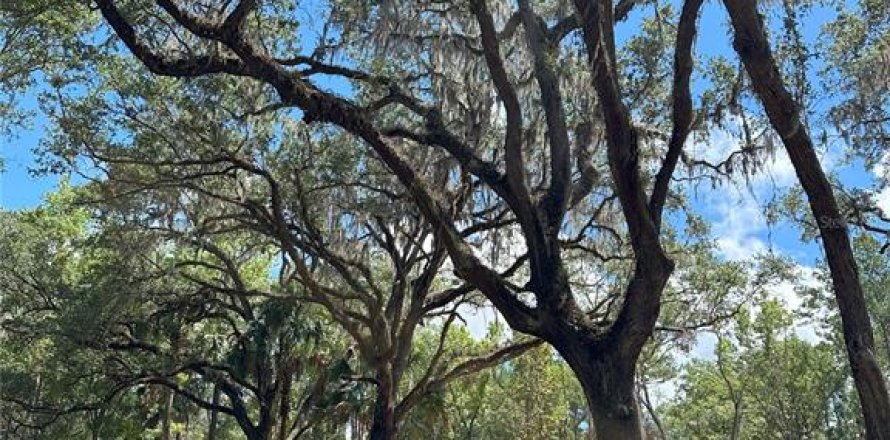Land in Micanopy, Florida № 1421186