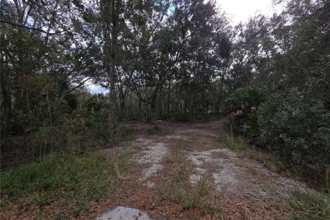 Terrain à vendre à Lake Wales, Floride № 2118653 - photo 3