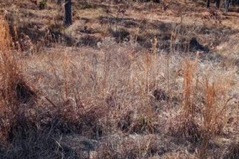 Terreno en venta en Williston, Florida № 2164000 - foto 4
