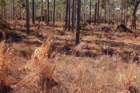 Terreno en venta en Williston, Florida № 2164000 - foto 3