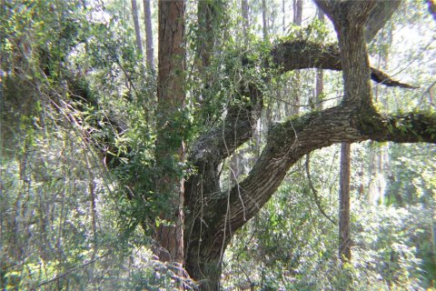 Land in Lake Wales, Florida № 251766 - photo 7