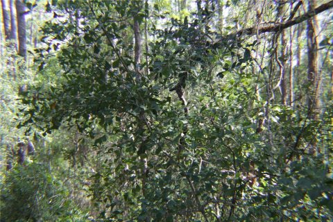 Land in Lake Wales, Florida № 251766 - photo 16