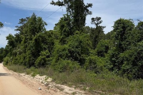 Land in Satsuma, Florida № 2159723 - photo 3